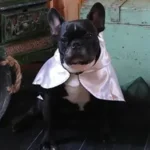 Croci Hondencape Ticky Ghost 25 cm