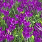 Botanische Krokus ‘Ruby Giant’