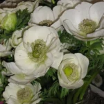 Anemonen De Caen Bride
