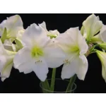 Amaryllis (Hippeastrum) wit  ‘Christmas Gift’