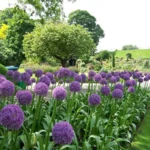 Allium Ambassador