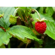 20x bosaardbeiplanten Fragaria vesca