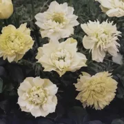 Anemonen Mount Everest