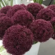Allium Ostara