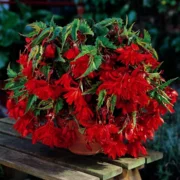 Begonia Pendula Rood