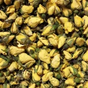 Persian yellow rose