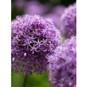 Allium Gladiator