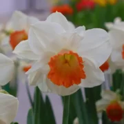 Narcis Pink Charm