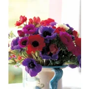 Anemonen De Caen gemengd