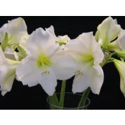 Amaryllis (Hippeastrum) wit  ‘Christmas Gift’