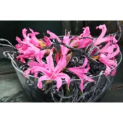 Nerine Bowdenii