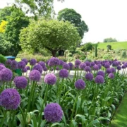 Allium Ambassador