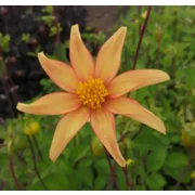 Dahlia Dakota
