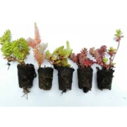 100 miniatuur Sedum plantjes - ideaal voor een groendak of als bodembedekker!