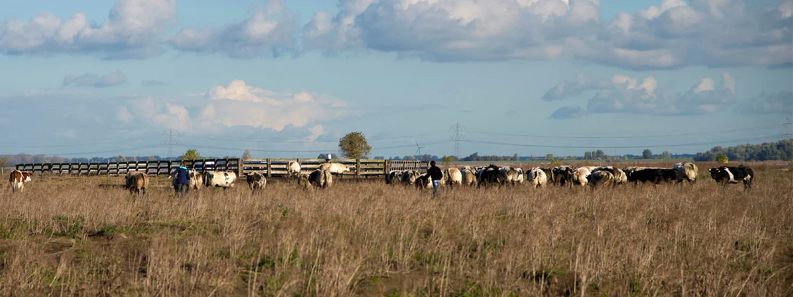 Header Hoevevlees Saeftingherhof in Kieldrecht