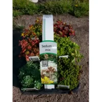 Mix van 6 sedumplantjes