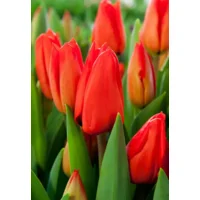 Tulp Darwin Lalibela