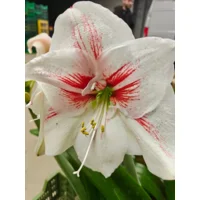 Amaryllis (Hippeastrum) Elsa