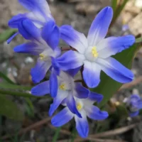 Chionodoxa Blue Giant
