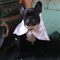 Croci Hondencape Ticky Ghost 25 cm