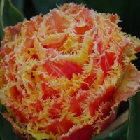 Tulp gefranjerd Brisbane