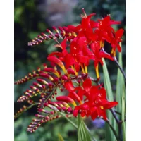 Crocosmia Lucifern heerlijke bloemen, ook voor de vaas