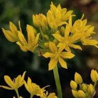 Allium Moly