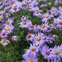 Aster dumosus Anton Kippenberg