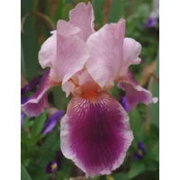 Iris Germanica Wine and Roses