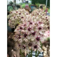 Allium Silver Spring