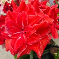 Amaryllis (Hippeastrum) Double Circus