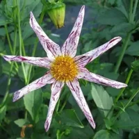 Dahlia Honka Destiny's Teacher