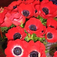 Anemonen Hollandia