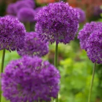 Allium Purple Sensation