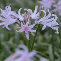 Amarine Belladiva Emmanuelle®