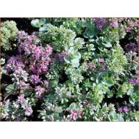 10x Sedum ewersii 'Nana'
