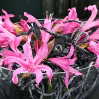 Nerine Bowdenii