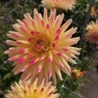 Dahlia Bridge View Aloha