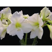 Amaryllis (Hippeastrum) wit  ‘Christmas Gift’