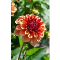 Dahlia Crème de Cognac