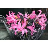 Nerine Bowdenii