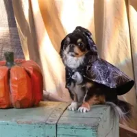 Croci Hondencape Ticky Ghost 30 cm