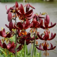 Lilium (lelie) Martagon Claude Shride