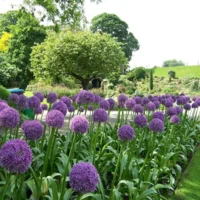 Allium Ambassador