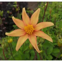 Dahlia Dakota