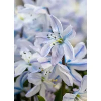 Scilla Mischtschenkoana