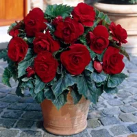 Begonia Dubbel Rood