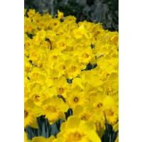 Narcis Dutch Master