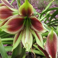 Amaryllis (Hippeastrum) Papilio