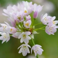 Allium Roseum
